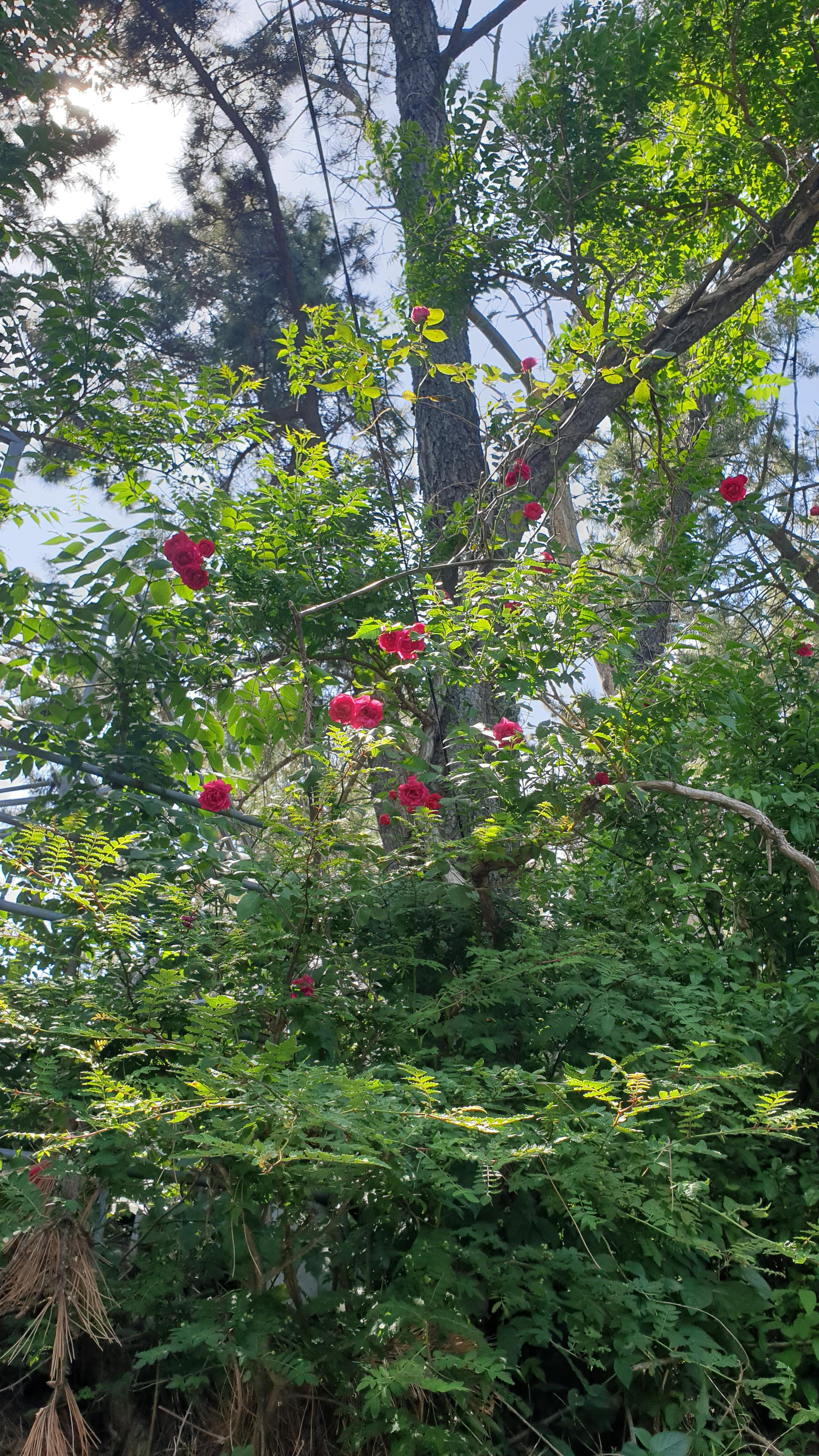 20190526_133112.jpg