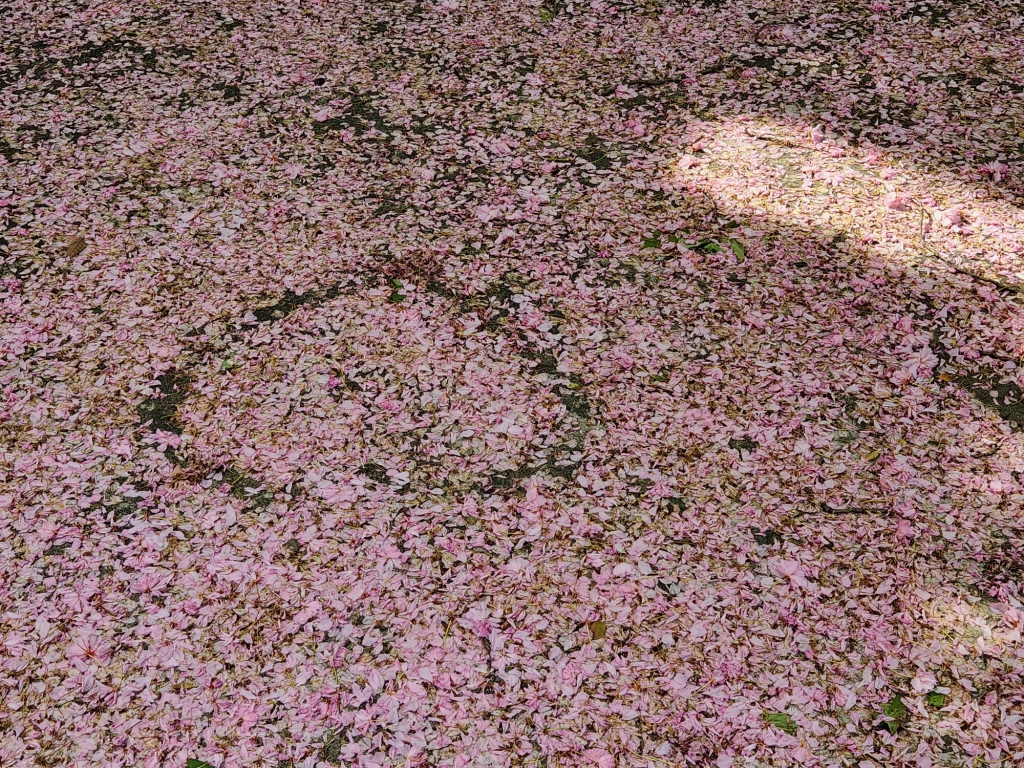 [꾸미기]20240428_090554.jpg