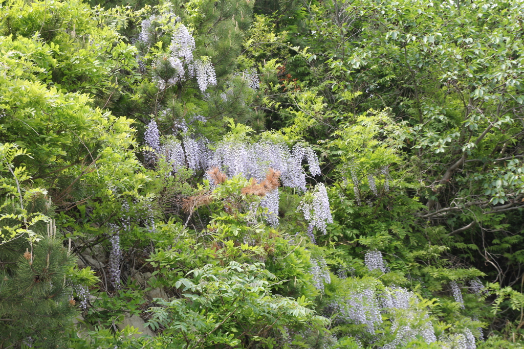 resize_IMG_6043.JPG