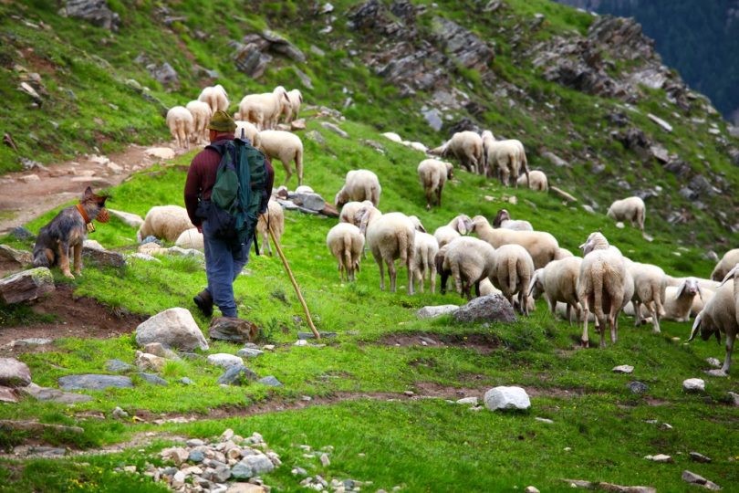 ShepherdwithSheep0.jpg