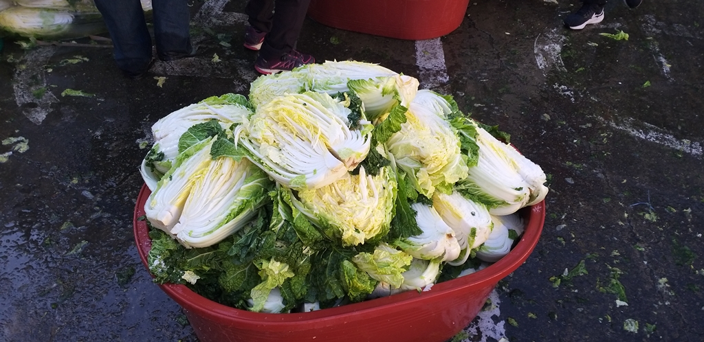 배추절이기 (19).jpg