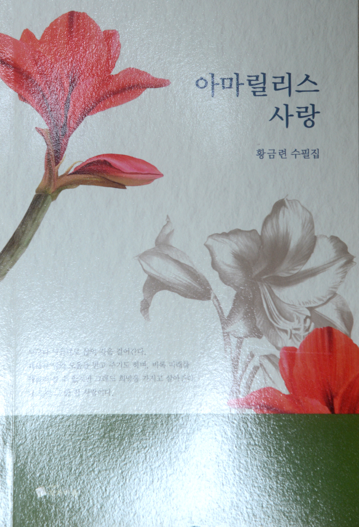 아마릴리스사랑황금련.jpg