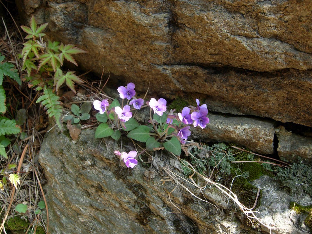 DSCN5376.jpg