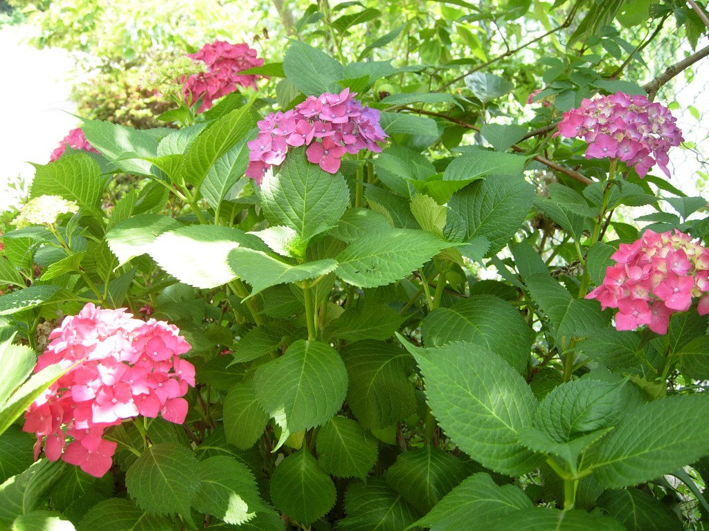 DSCN5494.JPG