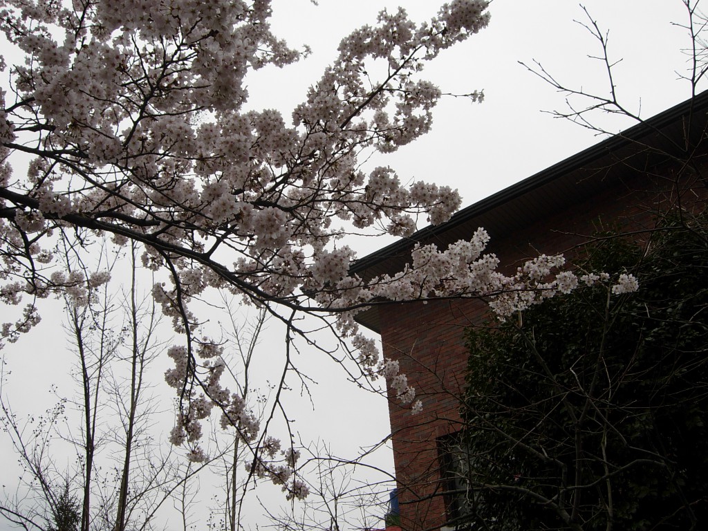 DSCN5329.JPG