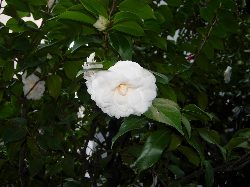 DSCN5270.JPG