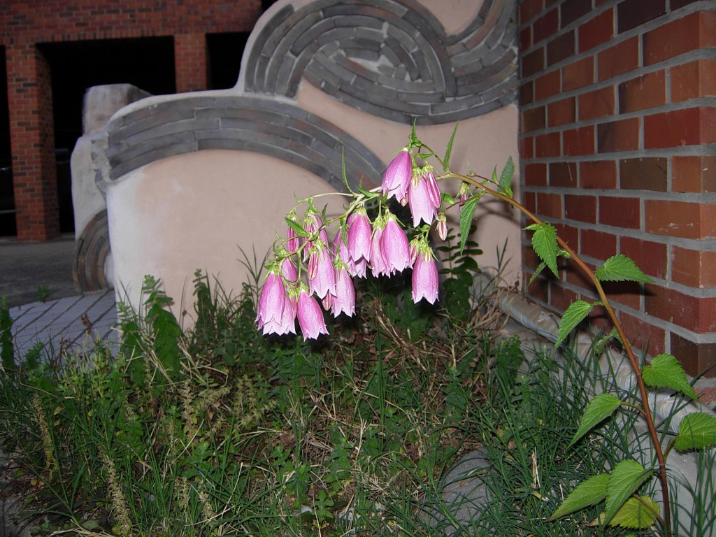DSCN5463.JPG