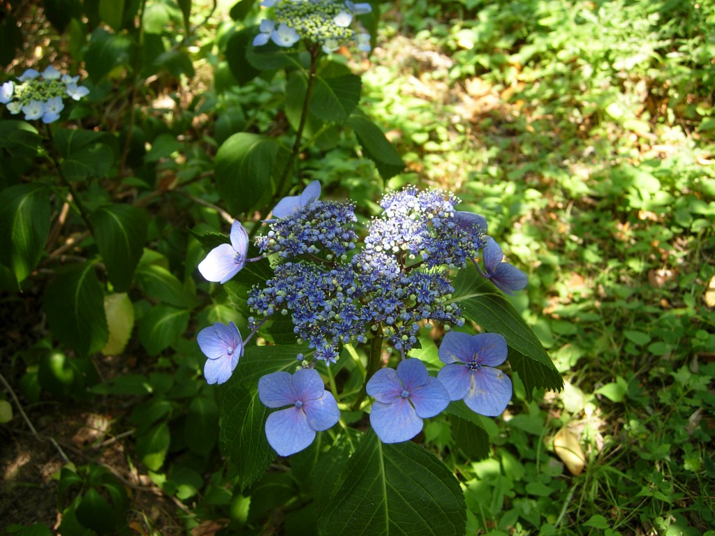DSCN5477.JPG