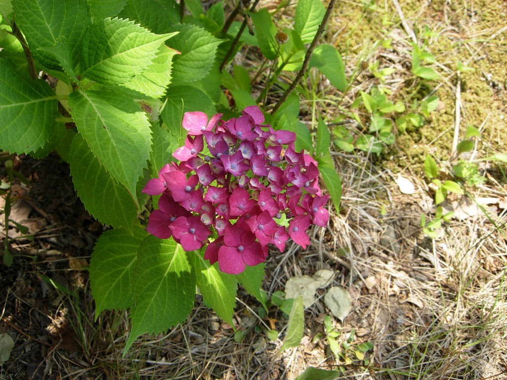 DSCN5489.JPG