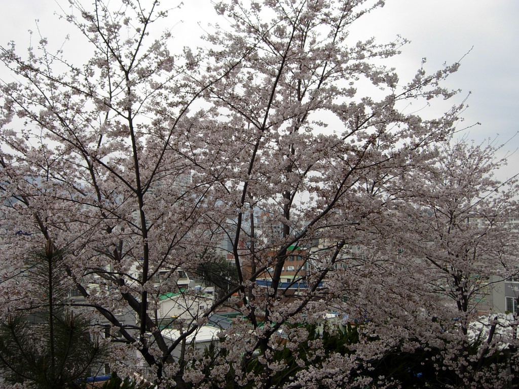 DSCN5361.JPG