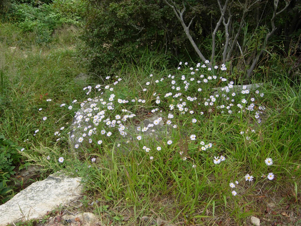 DSCN5531.JPG