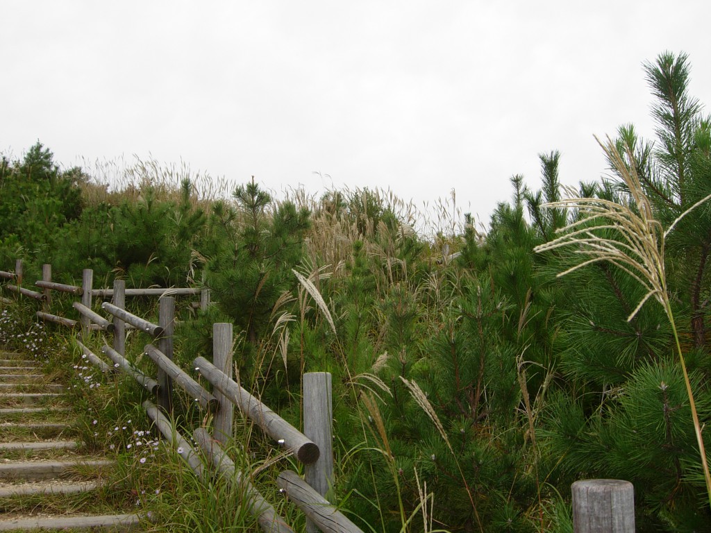 DSCN5535.jpg