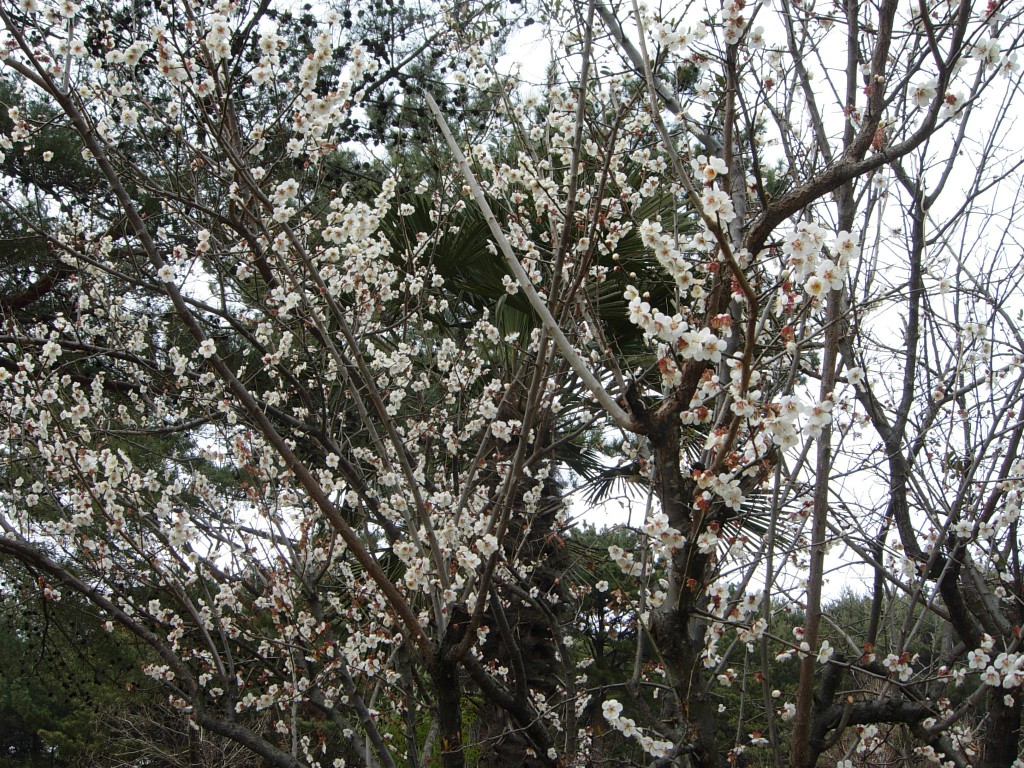 DSCN5157.jpg