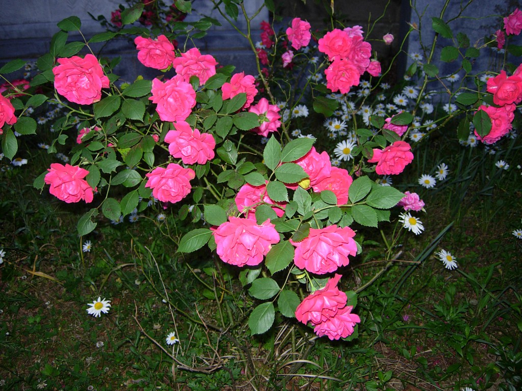 DSCN5467.JPG