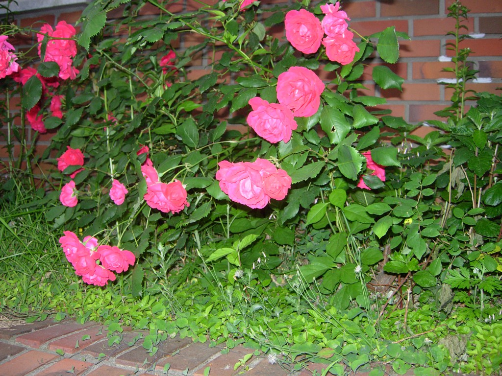 DSCN5465.JPG