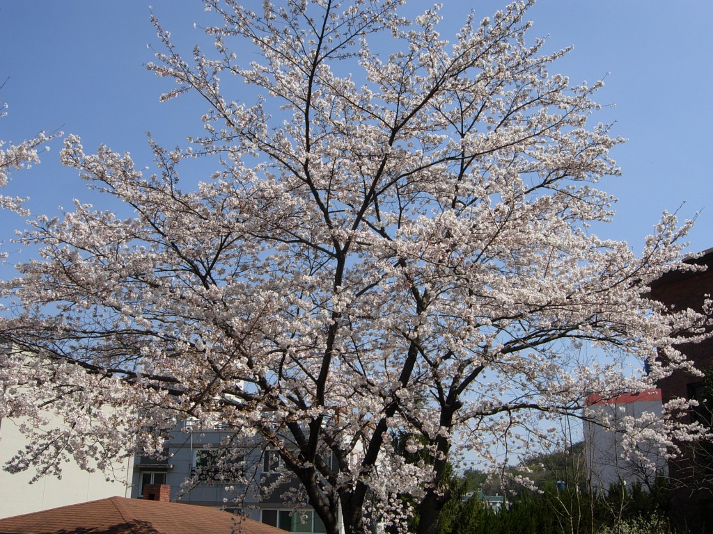 DSCN5271.JPG