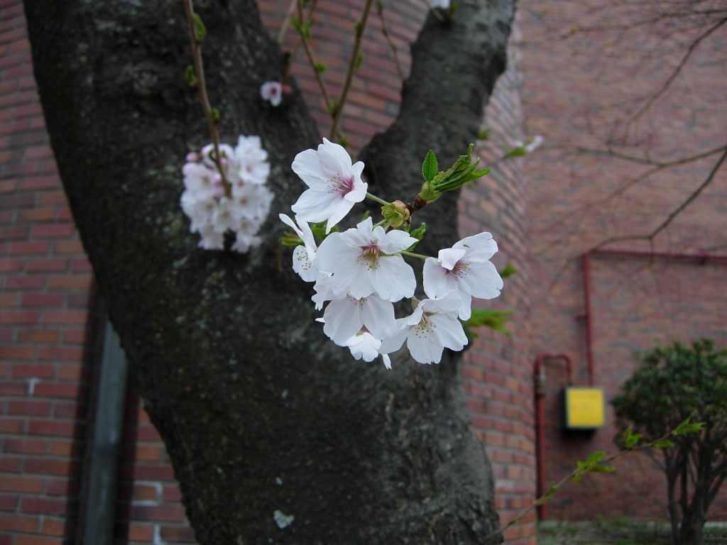 DSCN5324.JPG
