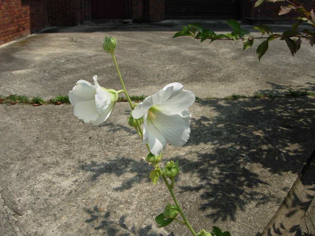 DSCN5480.JPG