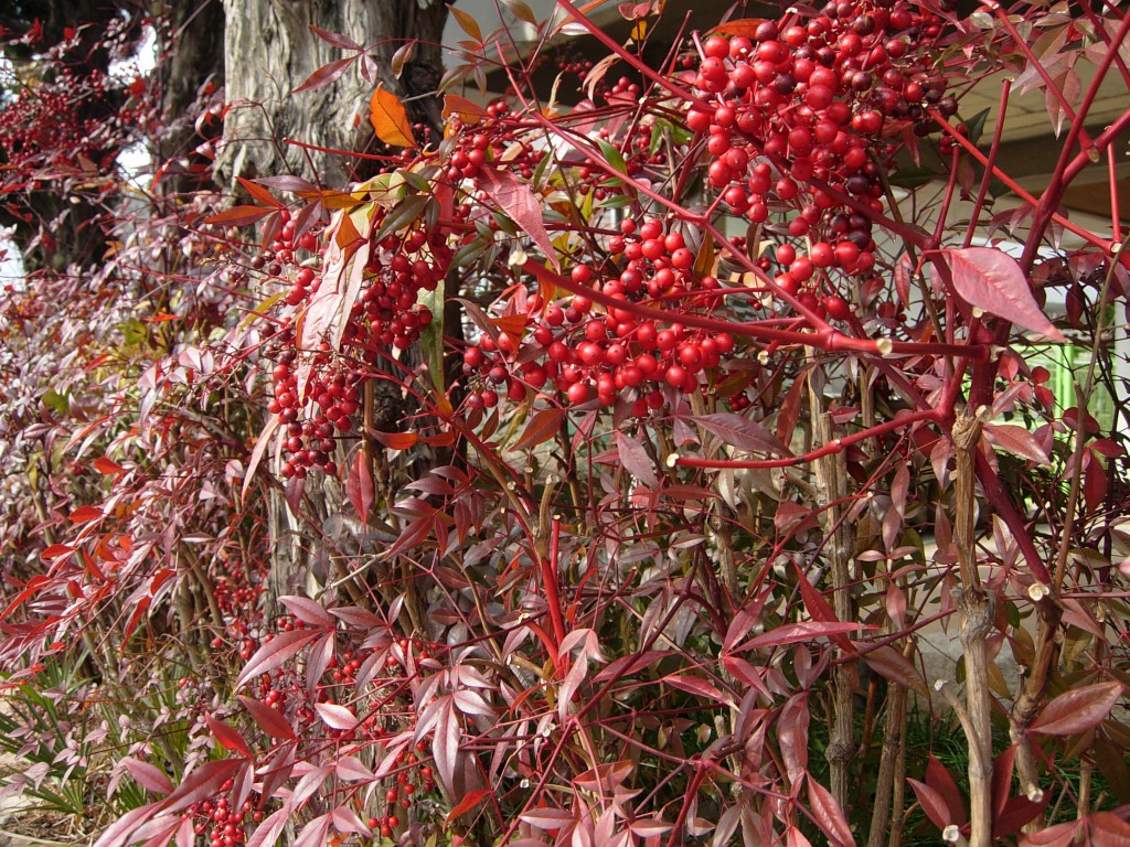 DSCN5154.JPG