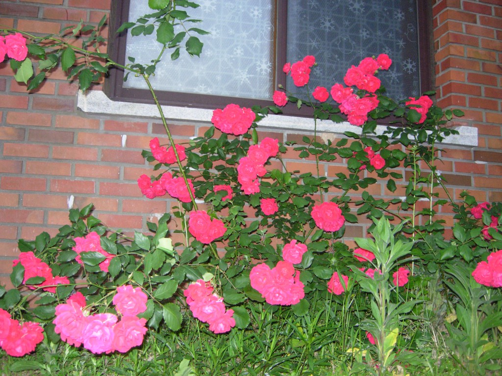 DSCN5466.JPG
