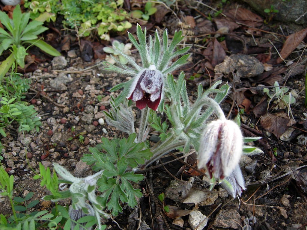 DSCN5198.JPG