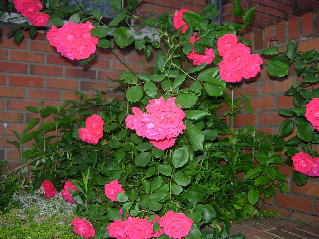 DSCN5464.JPG