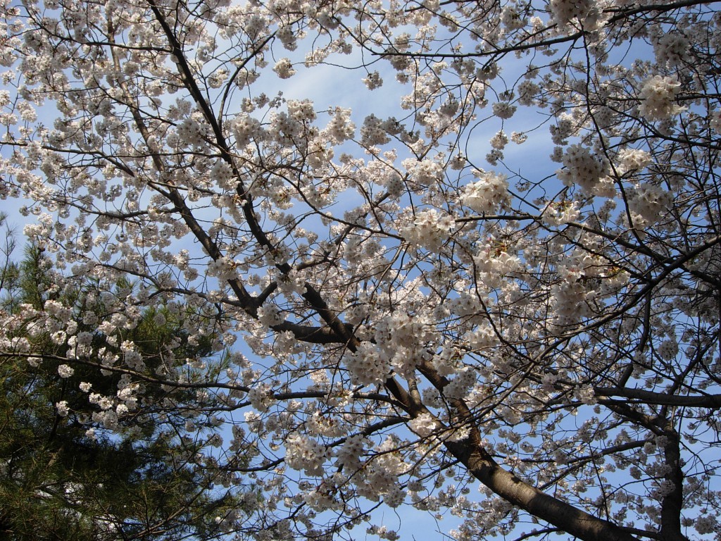 DSCN5220.JPG