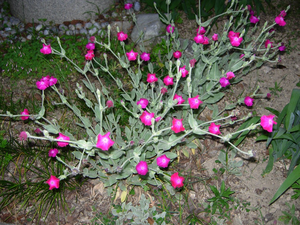 DSCN5469.JPG