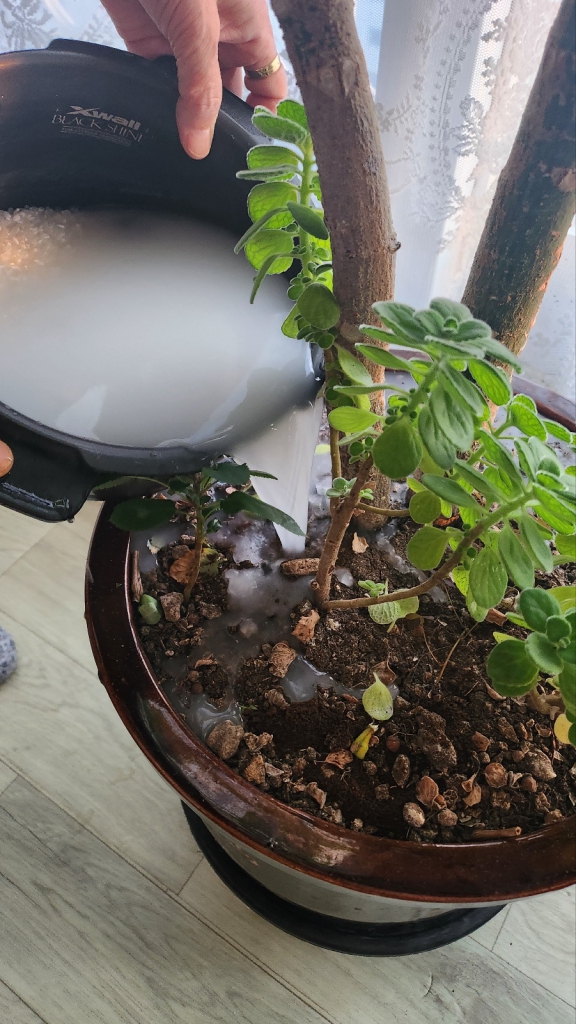 KakaoTalk_20240315_181259924.jpg