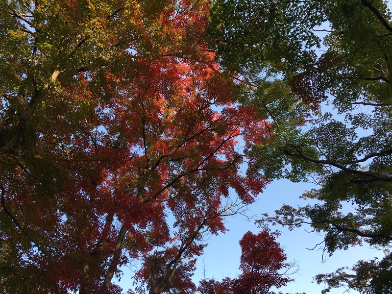KakaoTalk_20161113_105721971-007.jpg