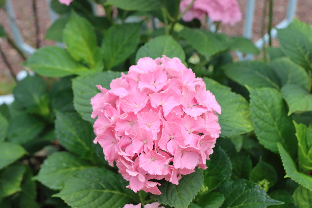 천곡성당 정원 (24).JPG