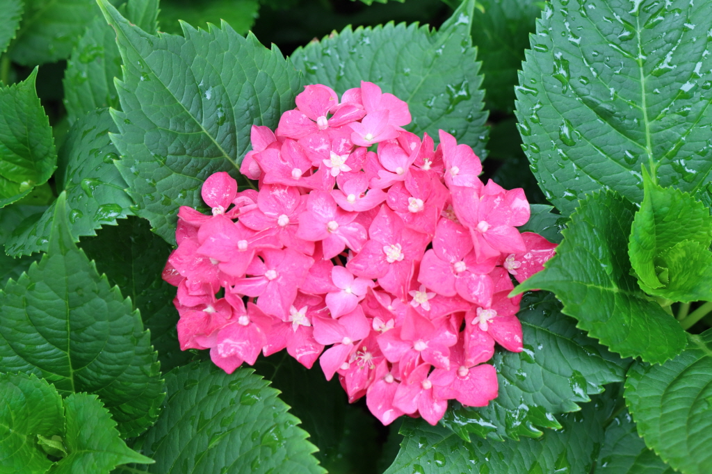 천곡성당 정원 (44).JPG