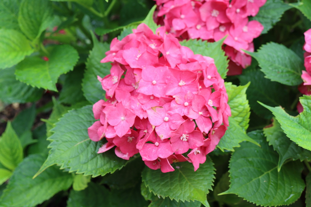 천곡성당 정원 (26).JPG