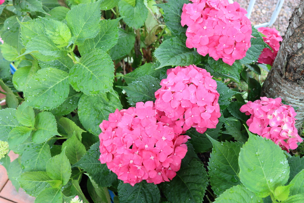 천곡성당 정원 (35).JPG