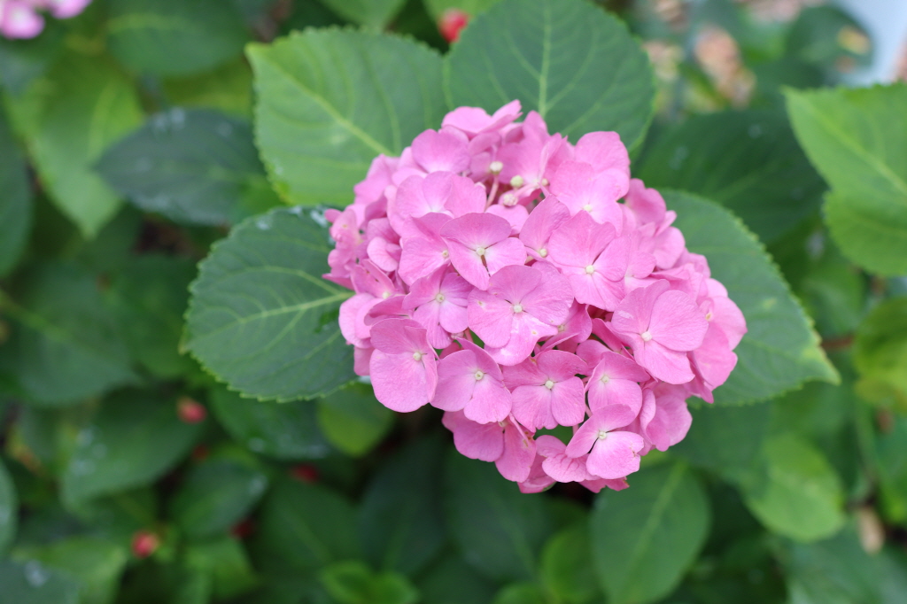 천곡성당 정원 (42).JPG