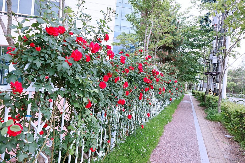 2025_015_15 성모의 밤 (47).JPG