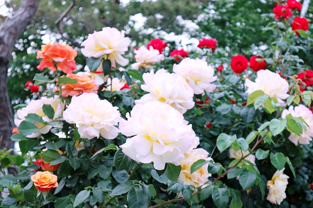 2025_015_15 성모의 밤 (50).JPG