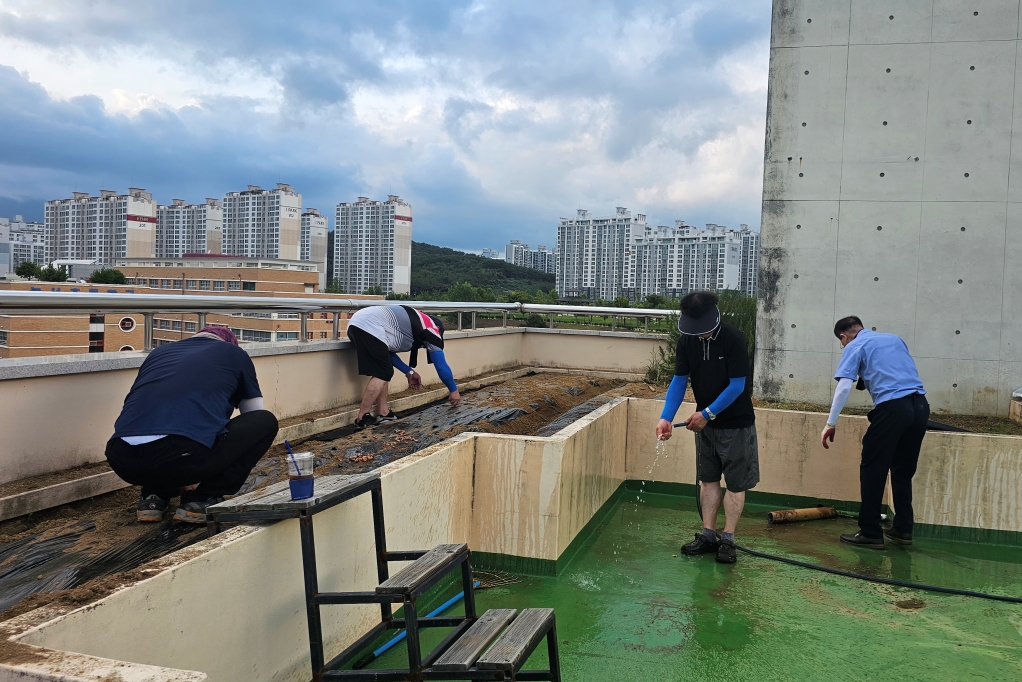 2024_09_08 옥상텃밭정리(5).jpg
