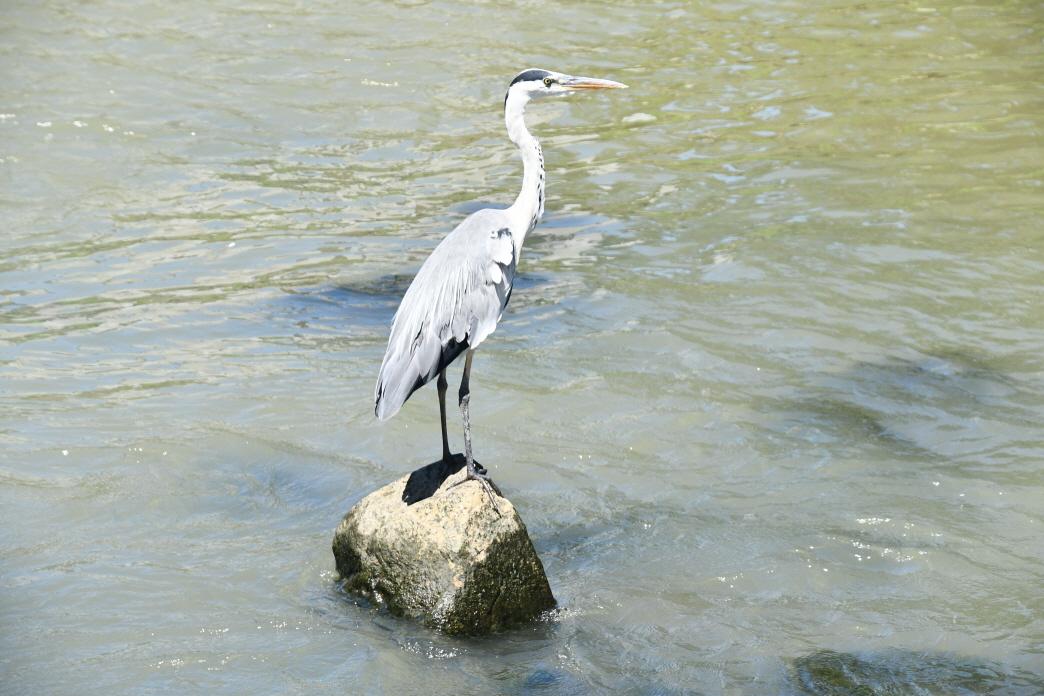 DSC_2396.JPG