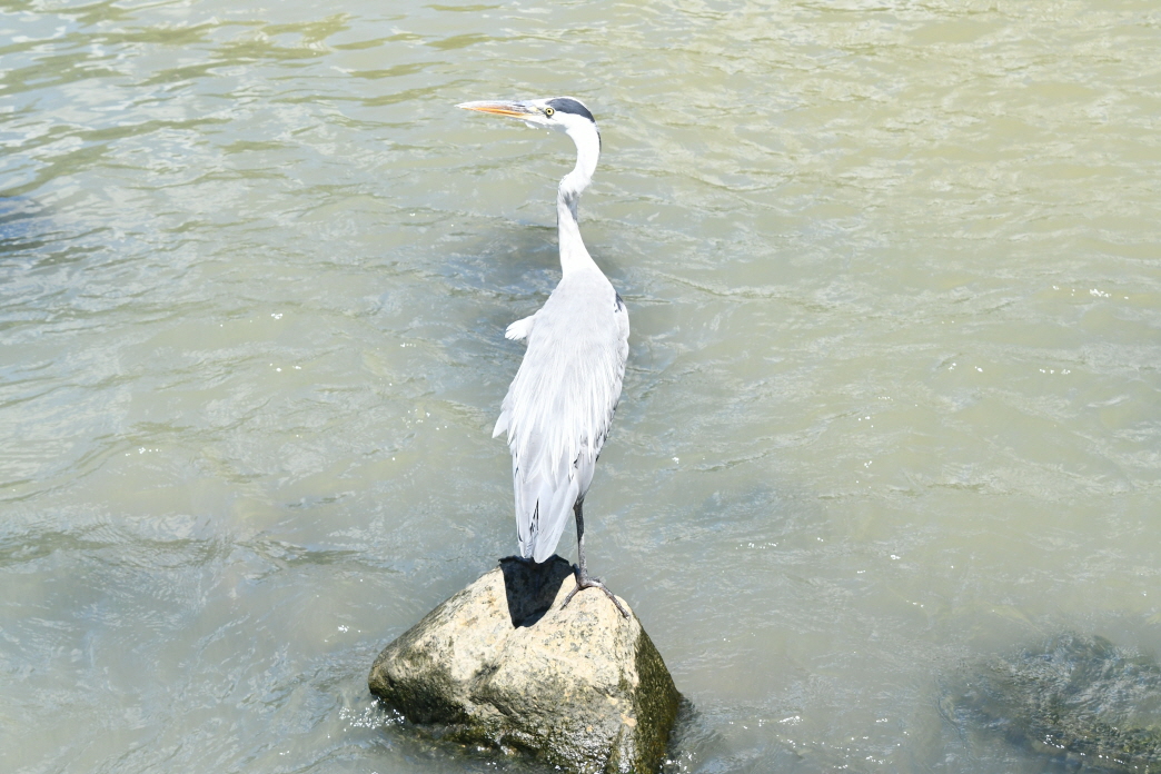 DSC_2394.JPG