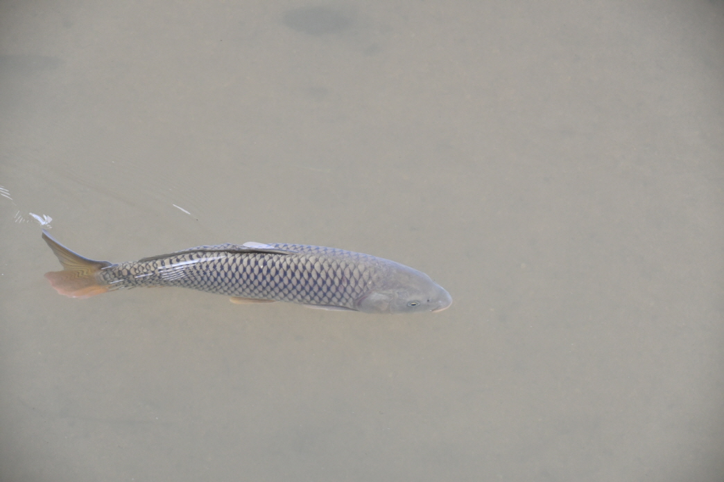 DSC_8127.JPG
