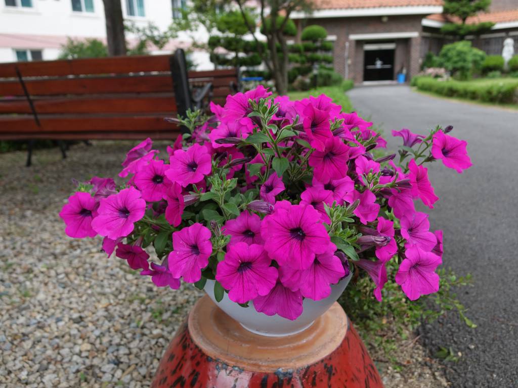 DSC08046.JPG