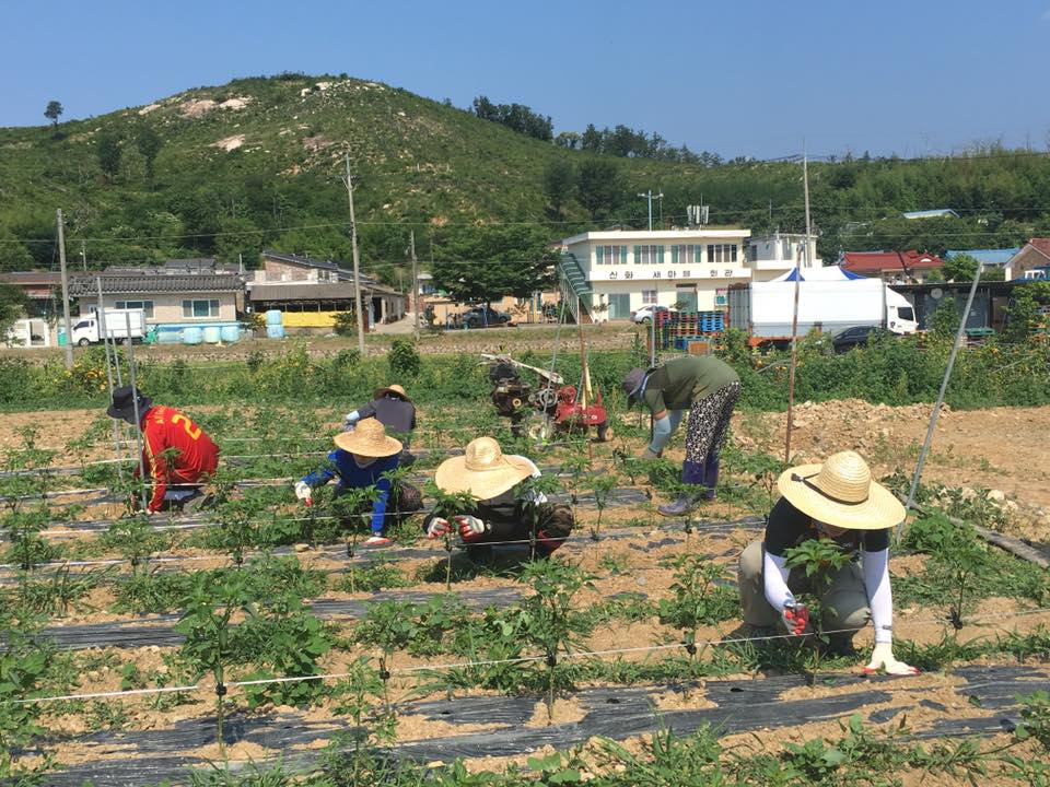 20170612신학생농촌체험학습017.jpg