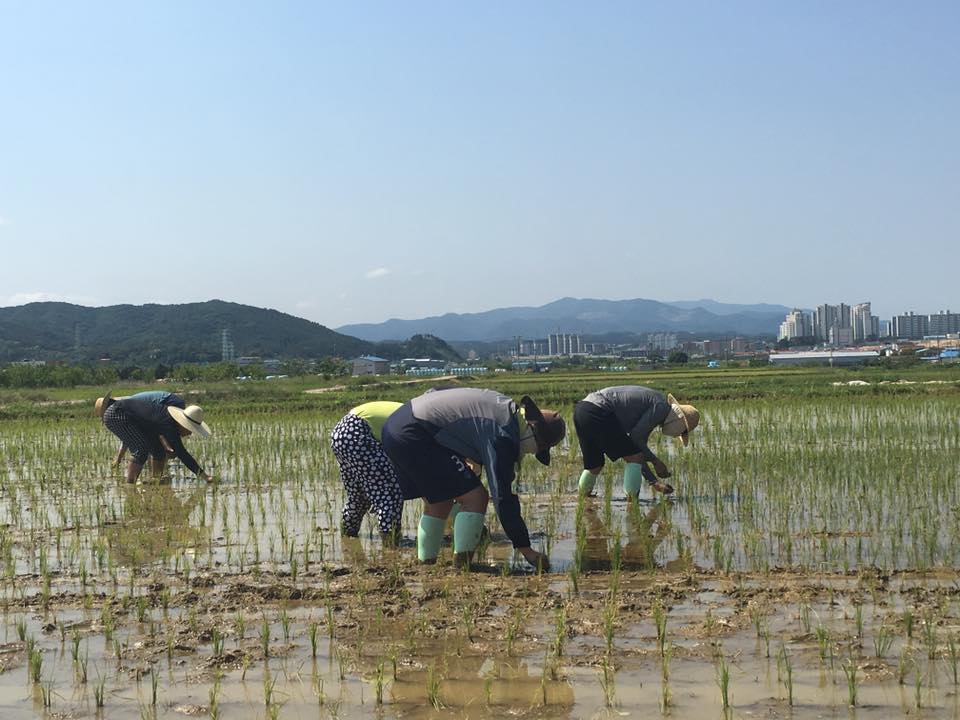 20170612신학생농촌체험학습015.jpg