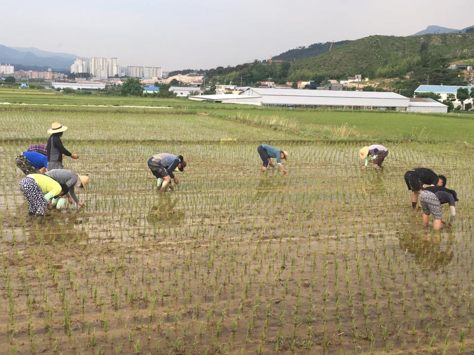 20170612신학생농촌체험학습012.jpg