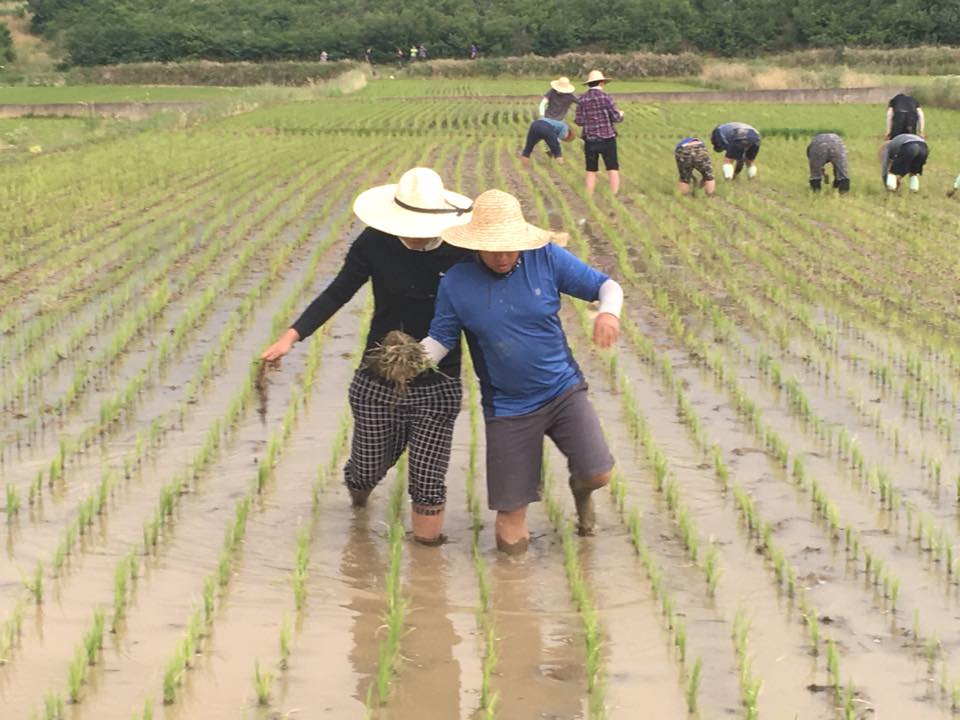 20170612신학생농촌체험학습022.jpg