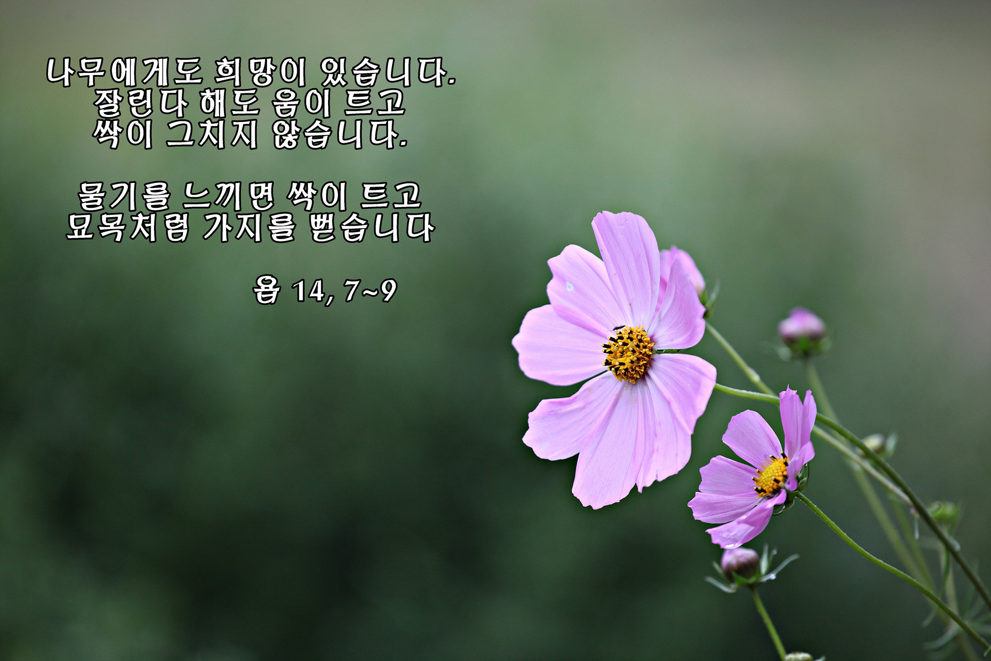 IMG_3572-1좋아요-1.jpg