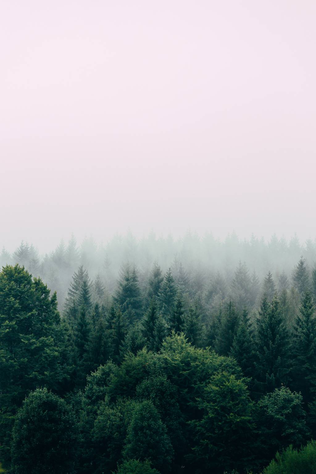 tree-green-mist-vegetation-sky-ecosystem-1460911-pxhere.com.jpg