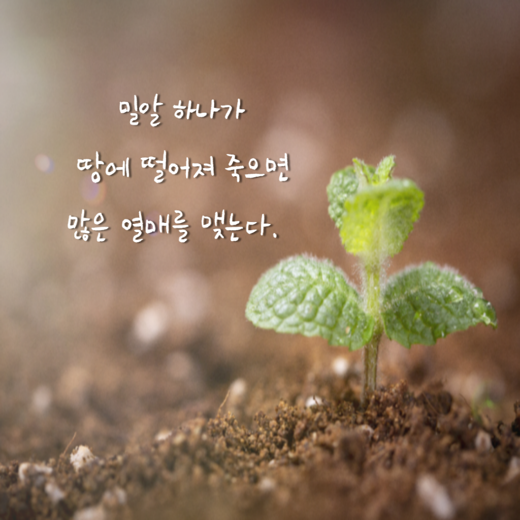 밀알.png