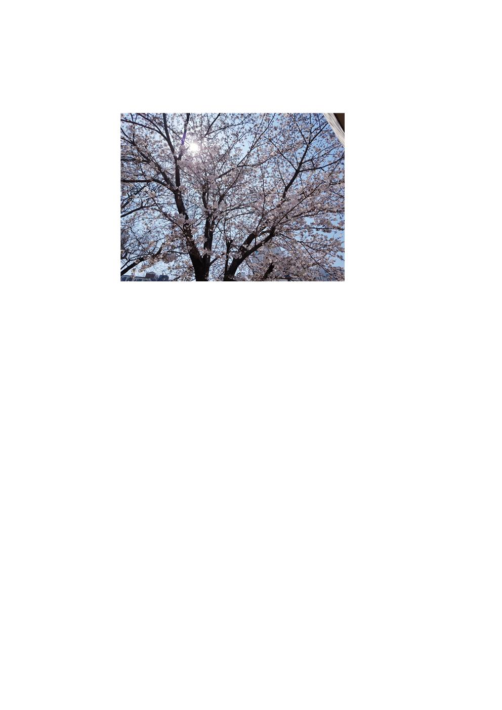 벚꽃사진001.jpg